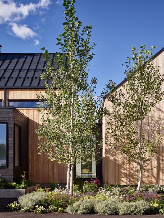 Exterior architectural view of a contemporary multi-volume residence with warm vertical timber cladding, dark metal roofing, and dark charcoal wall elements. Young trees and layered drought-tolerant planting fill the foreground courtyard garden under a clear blue sky.