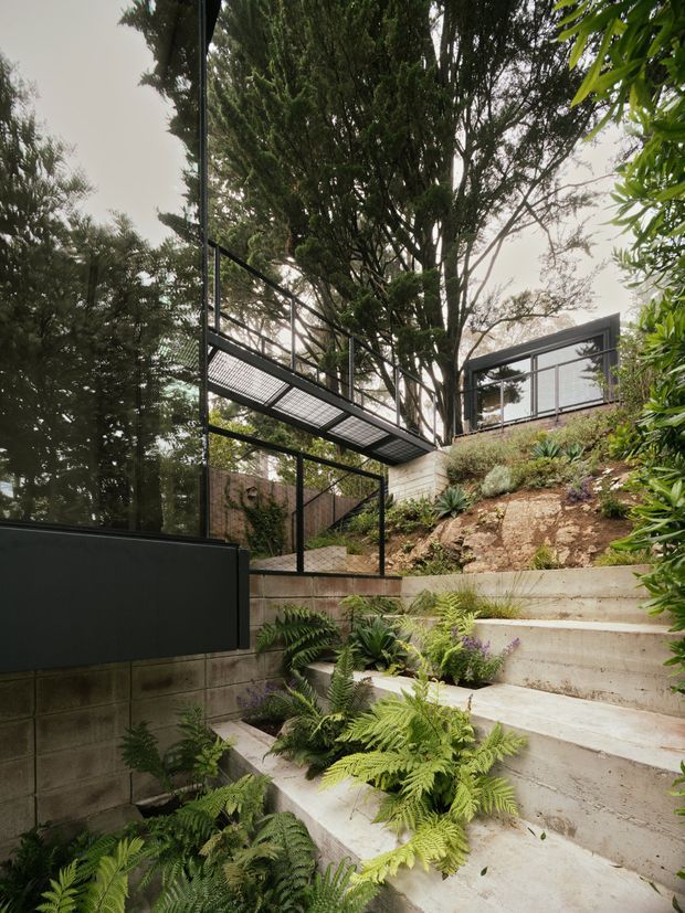 A landscaped exterior stairway rises through a planted sloping garden beside a modern residence. Broad pale concrete steps are bordered by raised concrete retaining walls, ferns and succulents. Black metal railings and mesh decking form an elevated walkway, while large dark-framed glazed walls and a simple upper-level structure are integrated among mature trees.