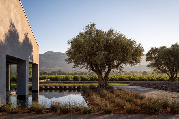 Contemporary low-profile building exterior beside a long reflecting pool, with dark recessed glazing, warm rendered walls, olive trees, ornamental grasses, vineyard rows and mountainous terrain beyond. The composition has a restrained Mediterranean landscape character and strong indoor-outdoor connection.