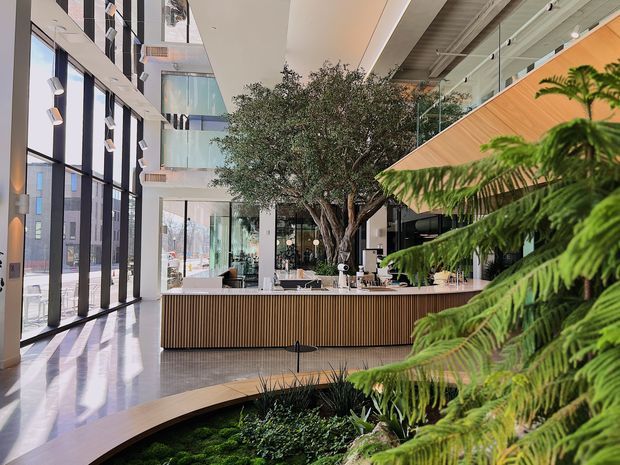 A bright, contemporary commercial interior atrium or reception space with tall floor-to-ceiling glazing, a curved timber-slatted reception counter, a large indoor tree, extensive fern planting, and upper-level glazed walkways or balconies. The space has polished light flooring, exposed services near the ceiling, and a strong indoor-outdoor biophilic character.