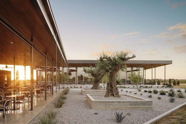 A contemporary low-profile hospitality or commercial space arranged around a landscaped courtyard. Floor-to-ceiling glazing and slender dark frames open onto gravel gardens with a mature olive tree in a raised rectangular planter, sculptural grasses and succulents. Warm timber soffits and a covered outdoor dining area with tables and chairs are visible on the left, while a broad flat-roofed pavilion extends across the background. The scene is photographed in warm late-afternoon light with an open rural-looking horizon beyond.
