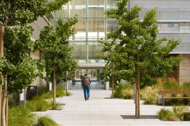 A landscaped pedestrian forecourt leading to the glazed entrance of a contemporary multi-storey building. A broad pale paved walkway is lined with regularly spaced mature trees, ornamental grasses, benches, and low planted beds. The facade combines extensive glass curtain walling with light-toned panels and masonry, creating an inviting institutional or commercial entry.
