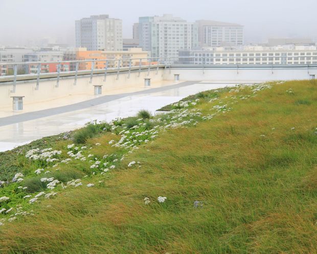 A rooftop terrace with an extensive green roof planted with grasses and small white flowers. A paved walkway and low metal safety railing run along the roof edge, with a hazy urban skyline of mid-rise apartment and commercial buildings in the background.