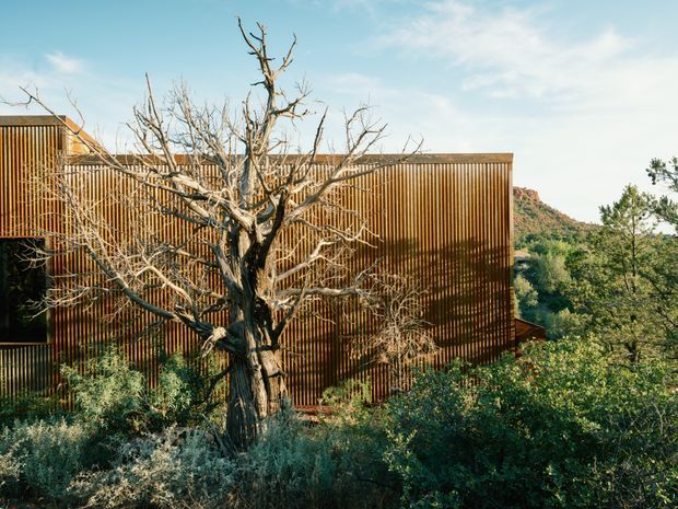 Exterior view of a contemporary building partially concealed by mature landscaping and a prominent leafless tree. The facade is clad in closely spaced vertical timber-toned slats, with dark window openings and a simple flat or very low-pitched roofline. Dry native planting, wooded hills and clear sky create a natural, secluded setting.