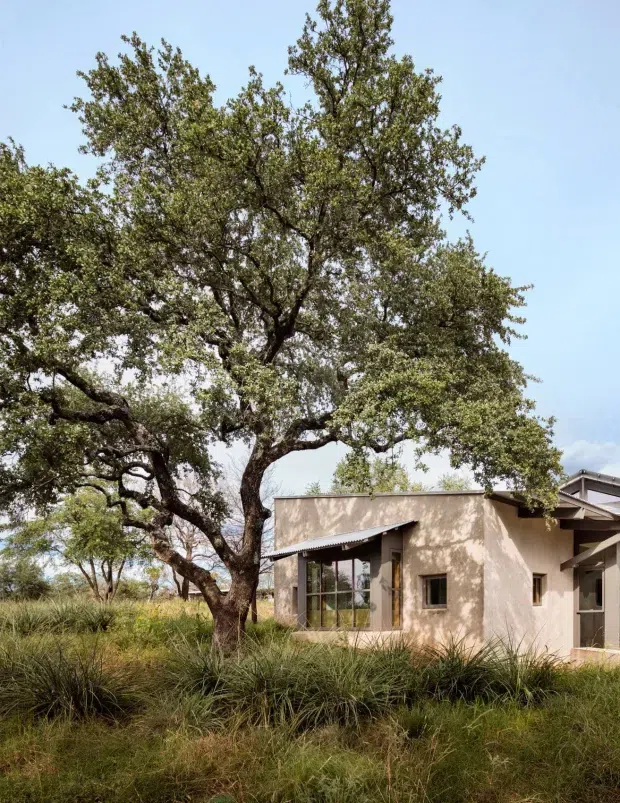 Exterior view of a low-rise contemporary house set within a natural landscaped setting. The building has pale rendered walls, dark-framed glazing, shallow projecting roof forms and exposed angled structural elements. A large mature spreading tree and tall ornamental grasses dominate the foreground, creating a strong connection between the dwelling and its landscape.