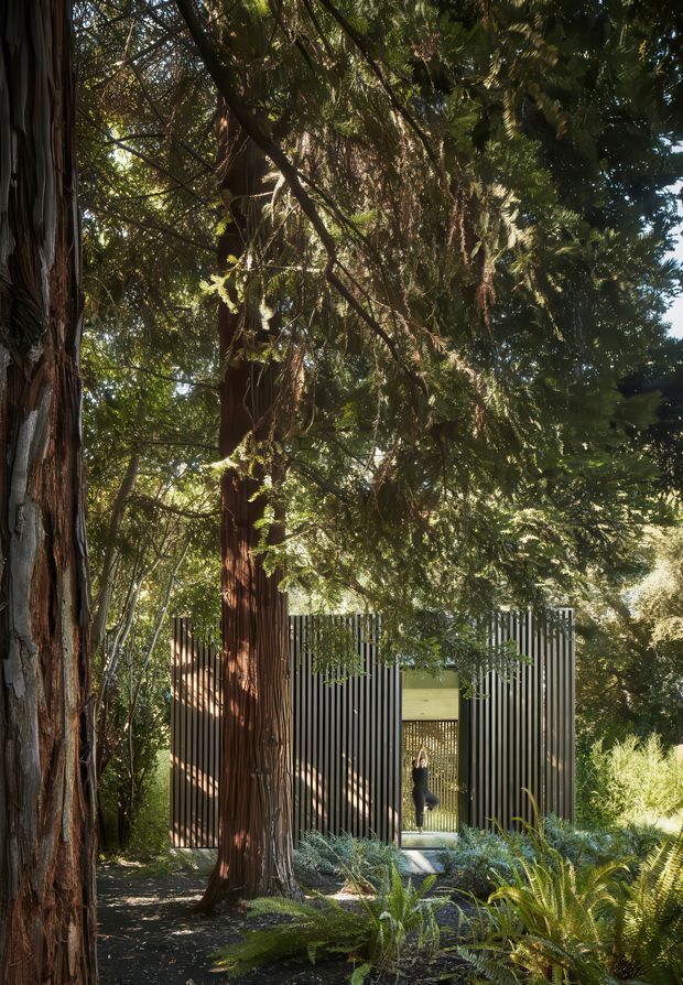 A small contemporary pavilion or building partially concealed within a dense, mature woodland garden. The facade is composed of closely spaced vertical dark metal or timber battens, with a large glazed opening and a light-coloured interior visible beyond. Tall red-barked trees, layered foliage, ferns, and dappled sunlight dominate the foreground, creating a secluded garden setting.