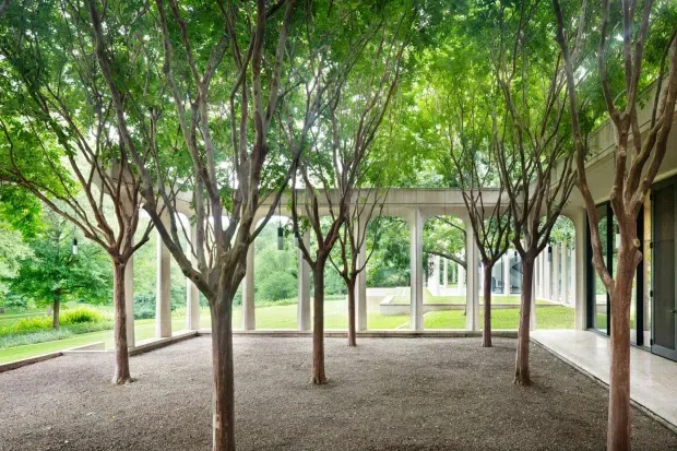 A serene covered courtyard lined with slender mature trees planted in a gravel bed. Concrete columns and a horizontal concrete beam frame views toward a landscaped lawn and a modern glazed building, with a covered walkway extending along the right side.