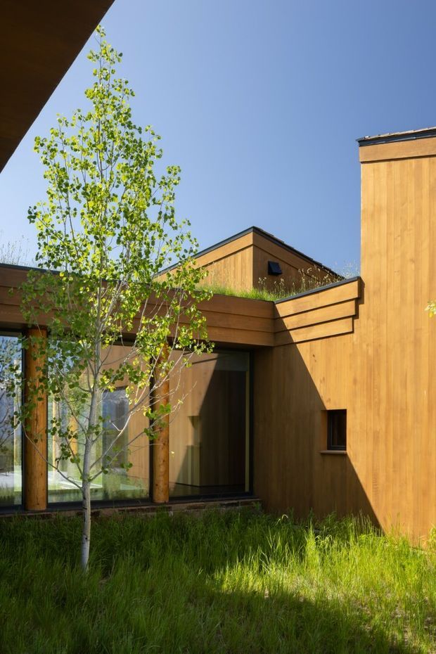 Exterior architectural photograph of a contemporary timber-clad building arranged around a landscaped courtyard. Warm vertical and horizontal wood cladding, low pitched roof forms, deep projecting eaves, and large glazed openings frame a young deciduous tree and tall grasses. Strong sunlight creates crisp shadows against a clear blue sky.