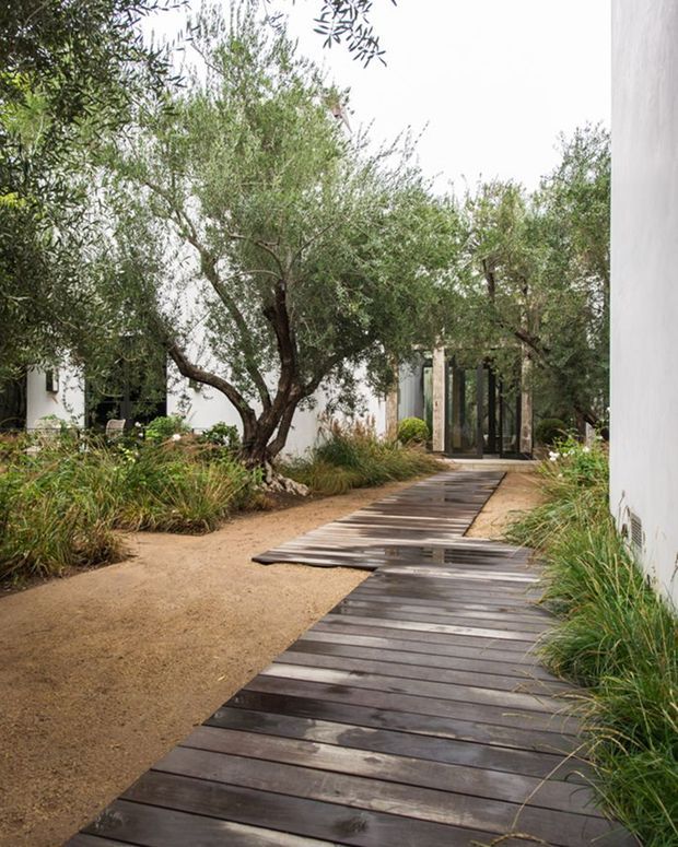 A landscaped outdoor walkway leading through an olive-tree garden toward a modern white building. The path combines dark timber decking with pale gravel or sandy paving, bordered by ornamental grasses and mature trees. Glazed doors and white rendered walls are visible in the background, creating a calm, natural approach to the residence.