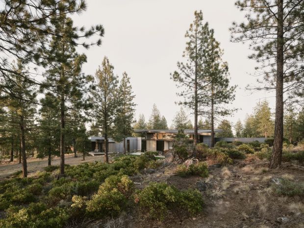 A low-profile modern single-storey house nestled among tall pine trees in a natural, lightly landscaped woodland setting. The building has horizontal massing, expansive glazing, dark and timber-toned exterior elements, and a flat or very low-pitched roofline. Rocky, shrub-covered foreground and mature trees frame the partially concealed residence.