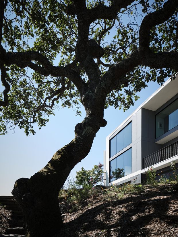 A low-angle exterior view of a contemporary multi-storey house set on a sloping, landscaped site. A large mature tree dominates the foreground, while the building features crisp white and dark grey geometric cladding, expansive blue-tinted glazing, a projecting upper level, and horizontal louvres. Bright daylight and clear sky frame the modern facade.