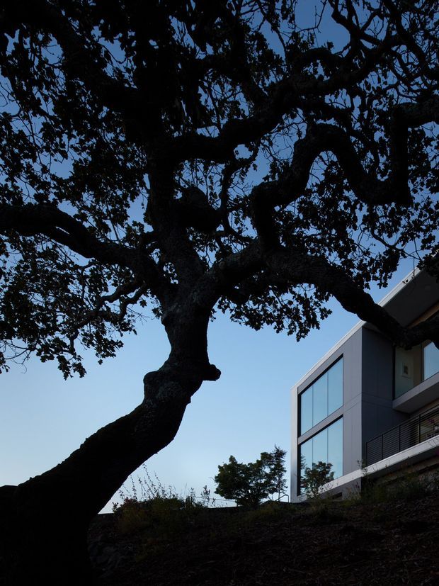 Exterior architectural photograph of a contemporary multi-level residence partially obscured by the dramatic silhouette of a large mature tree. The house has crisp white and dark grey wall planes, expansive floor-to-ceiling glazing, projecting balconies with dark horizontal metal balustrades, and a sloping site. The image is taken in low evening light against a clear blue sky, creating a moody, strongly contrasted composition.