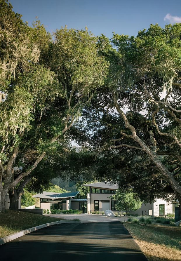 A landscaped residential property viewed from a paved driveway beneath a dense canopy of mature trees. The low-rise building has a contemporary composition with flat roofs, extensive glazing, pale rendered walls, and dark window frames. The scene is strongly framed by established greenery and dappled sunlight, with a calm, secluded suburban or bush setting.