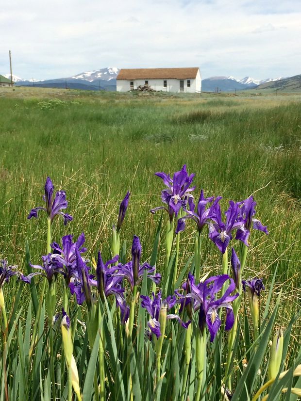 A small, simple white rural house with a low pitched brown roof sits in an open grassy meadow, with snow-capped mountains visible behind it. Tall purple iris flowers dominate the foreground, creating a natural rural landscape setting.