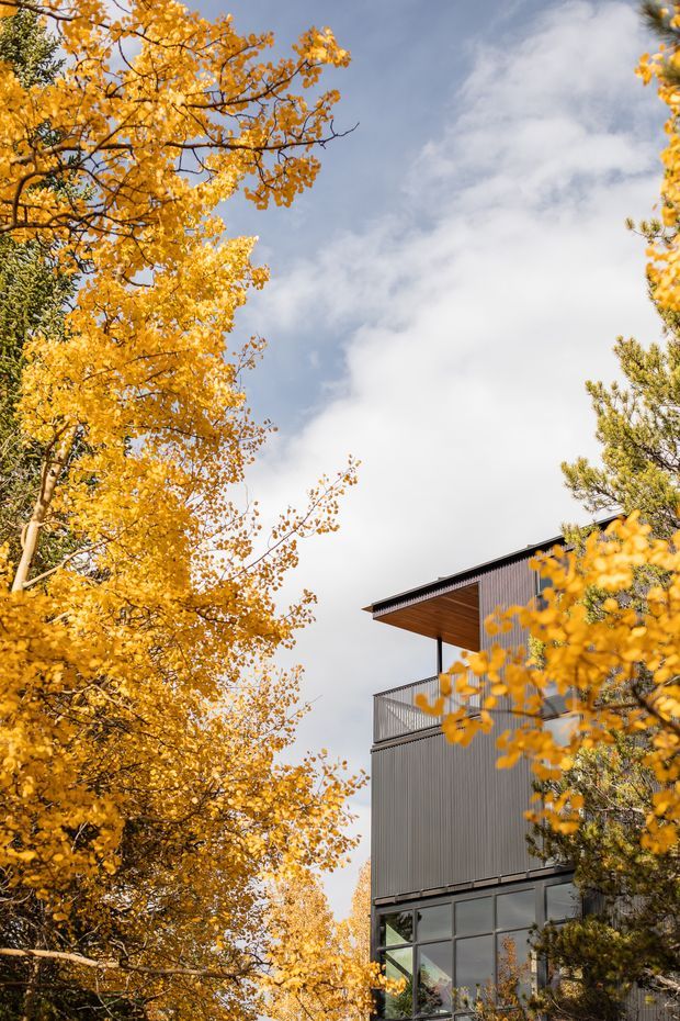Vertical exterior photograph of a contemporary multi-level building partially framed by golden autumn trees. The building features dark grey corrugated metal cladding, extensive lower-level glazing, a projecting flat roof or canopy with a timber-toned underside, and a metal-railed balcony. The surrounding landscape is wooded and mountainous or alpine in character, though no distant terrain is visible. Bright yellow foliage contrasts with the dark facade and pale cloudy sky.