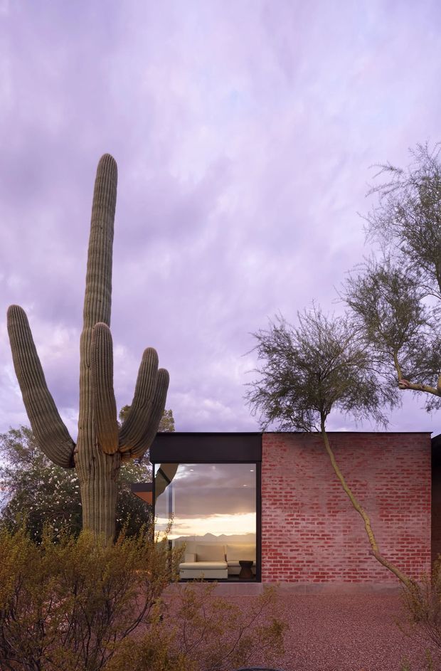 Exterior view of a low, rectilinear dwelling set in a desert landscape. A tall multi-armed saguaro cactus dominates the foreground, with fine desert trees and gravel landscaping around the building. The facade combines a dark flat roof and trim with exposed red brick, while a large glazed opening reveals a softly furnished living room and distant sunset landscape inside. The image has a muted purple dusk palette and a strong indoor-outdoor connection.