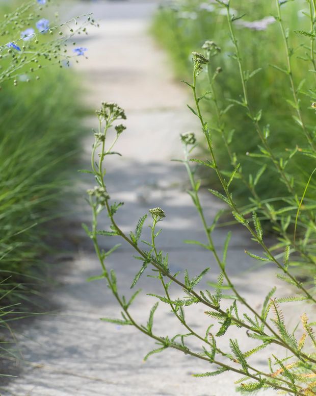 A narrow pale paved or gravel garden path recedes through dense green planting and delicate wildflower stems. The image is a close-up, softly focused landscape detail with natural, informal vegetation bordering the walkway.