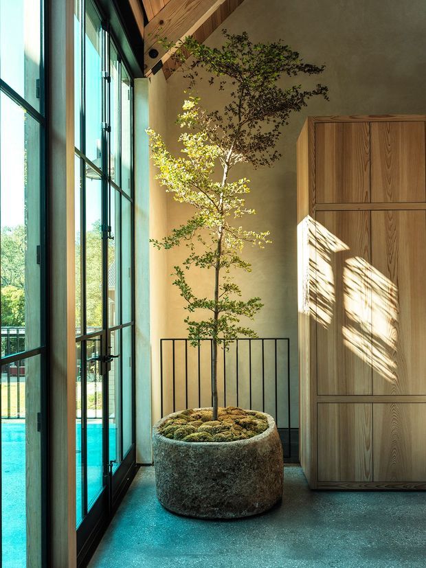 A tall, serene interior atrium or entry space with full-height black-framed glazing on the left, revealing a swimming pool outside. A mature potted tree in a rough stone planter is the central feature, backed by a black metal balustrade. Warm timber ceiling beams and a large built-in timber cabinet contrast with the polished dark concrete floor and softly plastered walls. Strong sunlight creates patterned shadows across the cabinet and floor.