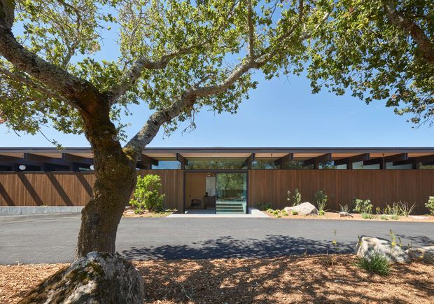 A low, single-storey modern residential facade viewed from across a quiet street. The building features a long horizontal composition, deep flat roof overhangs, dark slim structural framing, extensive clerestory-style glazing, and warm vertical timber privacy fencing and cladding. A mature broad-canopy tree, planted garden beds, rocks, and a central glazed entry create a landscaped suburban setting.