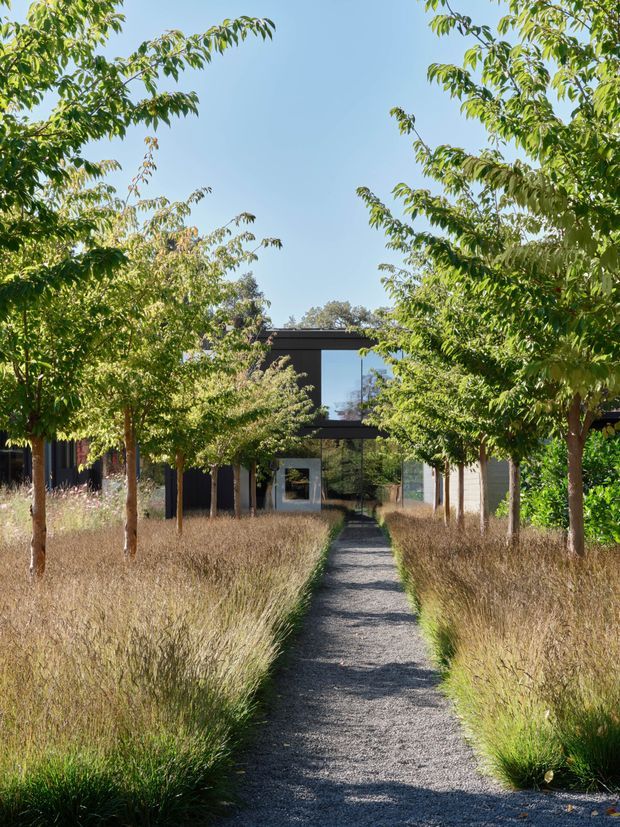 A landscaped approach leads along a narrow gravel path through tall ornamental grasses and rows of leafy trees toward a low, dark-framed modern building. The building has strong horizontal lines, expansive glazing, and a central glazed entrance, partially screened by the planting. Bright clear daylight creates a calm, natural garden setting.