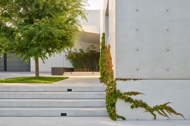Exterior view of a minimalist contemporary building entry, featuring broad pale concrete steps, smooth white concrete walls with visible formwork joints, integrated landscaping, a mature tree, ornamental grasses, and climbing greenery. The clean geometric composition and restrained material palette create a refined modern approach.