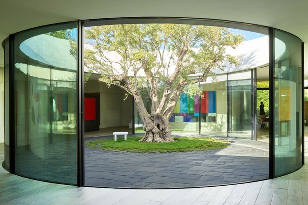A curved glazed interior façade opens onto a landscaped courtyard centered around a mature tree. The space features extensive floor-to-ceiling glass, dark slender framing, pale timber flooring, grey stone paving, and a colorful glazed or panelled wall beyond. The architecture is clean-lined and contemporary, with strong indoor-outdoor connection and abundant natural light.