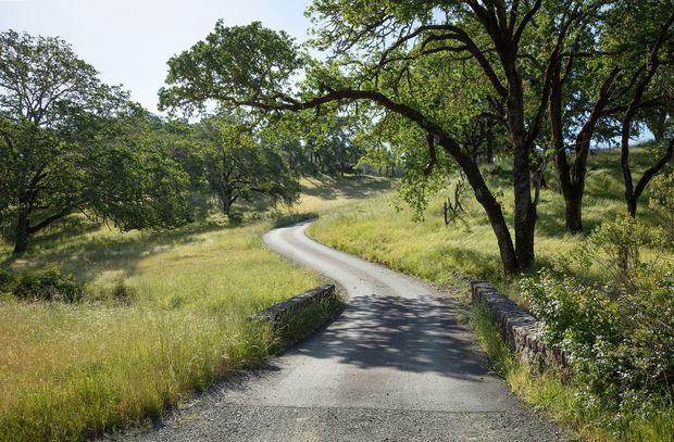 A narrow paved driveway or rural lane curves through a sunlit, gently rolling landscape. Mature spreading trees, tall dry grasses, and dense greenery line the route, with low rough-stone bridge walls crossing a shallow drainage or stream at the foreground. The scene has a natural, secluded rural character.