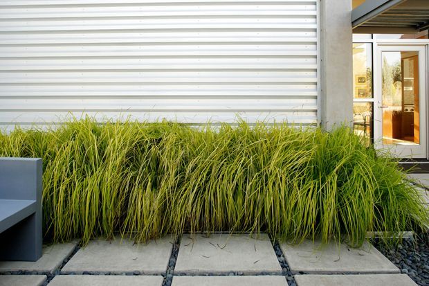 Close view of a contemporary building entrance with pale horizontal metal cladding, a glazed timber door, and a dense linear planting bed of ornamental grasses. Large square concrete pavers separated by dark gravel form the foreground walkway, with a dark built-in bench or architectural element at left.