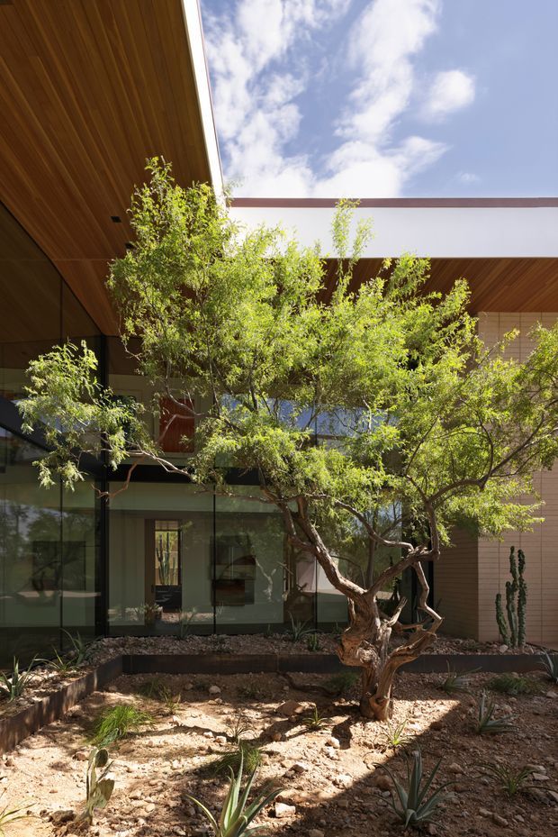 A bright architectural courtyard viewed from outdoors, featuring a mature sculptural tree and drought-tolerant desert planting set in a rocky garden bed. The surrounding building has extensive floor-to-ceiling glazing, warm timber-lined soffits and ceilings, pale rendered or panelled walls, and a partially open roof courtyard that brings sky and sunlight into the space. The composition emphasises the relationship between indoor and outdoor living and the courtyard landscaping.