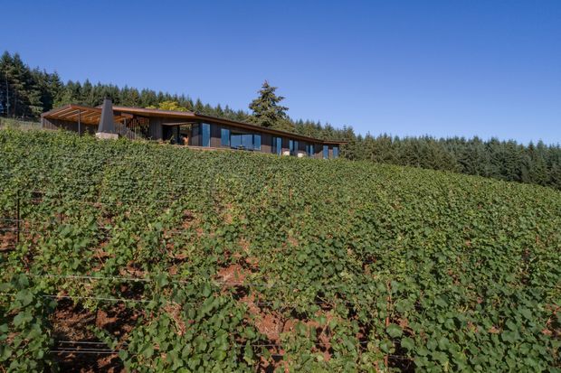 A low, elongated contemporary house sits on a heavily vegetated sloping rural site, viewed across rows of dense green planting. The building has a simple dark timber-clad form, extensive glazing, a shallow pitched or low-slope roof, and a projecting covered outdoor area. Tall forested vegetation forms the background beneath a clear blue sky.