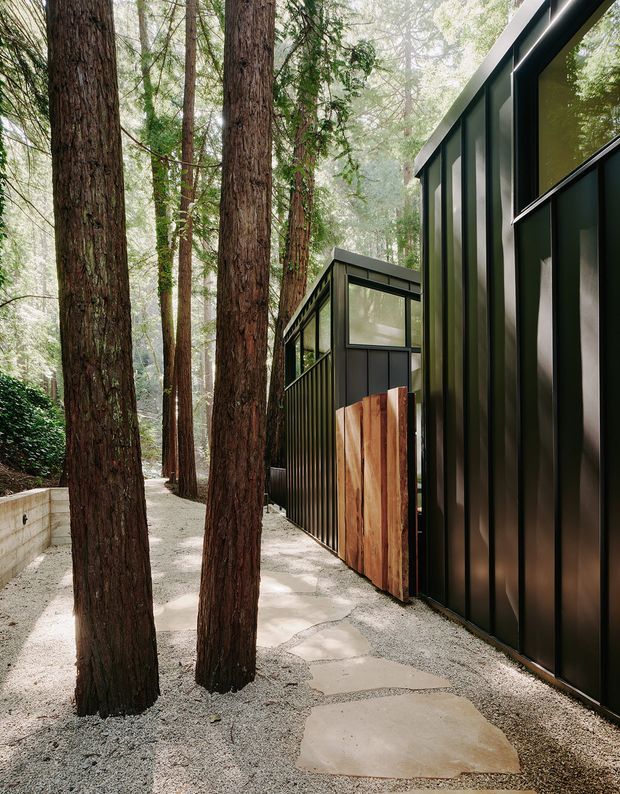 A narrow exterior walkway through a dense redwood forest beside a dark, modern metal-clad building. The building has black vertical panel cladding, large dark-framed glazed openings, and a small timber-clad entry or gate. Irregular concrete stepping slabs sit in a pale gravel path, with a low concrete retaining wall and lush woodland surrounding the structure.