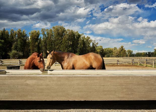 A rural paddock scene with two horses standing behind a timber post-and-rail fence. A long low concrete retaining or boundary wall occupies the foreground, with mature trees and expansive dramatic clouds in the background. No building or interior space is visible.