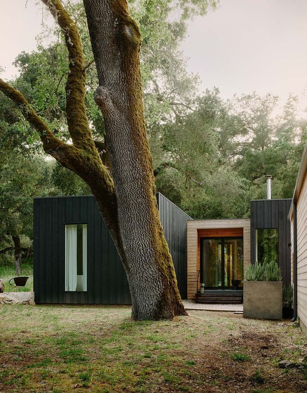 Exterior view of a modern, low-profile home integrated into a wooded landscape. Dark vertical cladding contrasts with a light timber-clad entry volume, large glazed doors, and a prominent mature moss-covered tree in the foreground. The composition shows a quiet courtyard-like approach with natural planting and gravel landscaping.