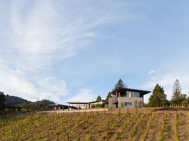 Wide exterior view of a contemporary two-storey residence set on a sloping cultivated rural site, with extensive low-profile roof forms, dark-framed glazing, pale rendered walls, and a vineyard or planted rows in the foreground. The building is surrounded by mature trees beneath a bright blue sky.