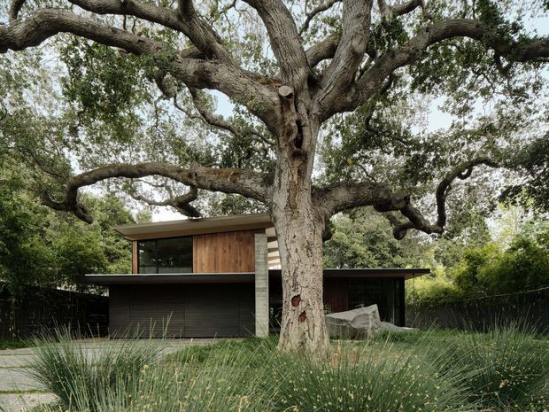 A low-slung contemporary house nestled beneath a large mature spreading tree. The building features dark horizontal cladding, warm timber wall panels, extensive dark-framed glazing, and a shallow flat roof. Native-style grasses and dense planting surround the residence, creating a strongly integrated garden setting.