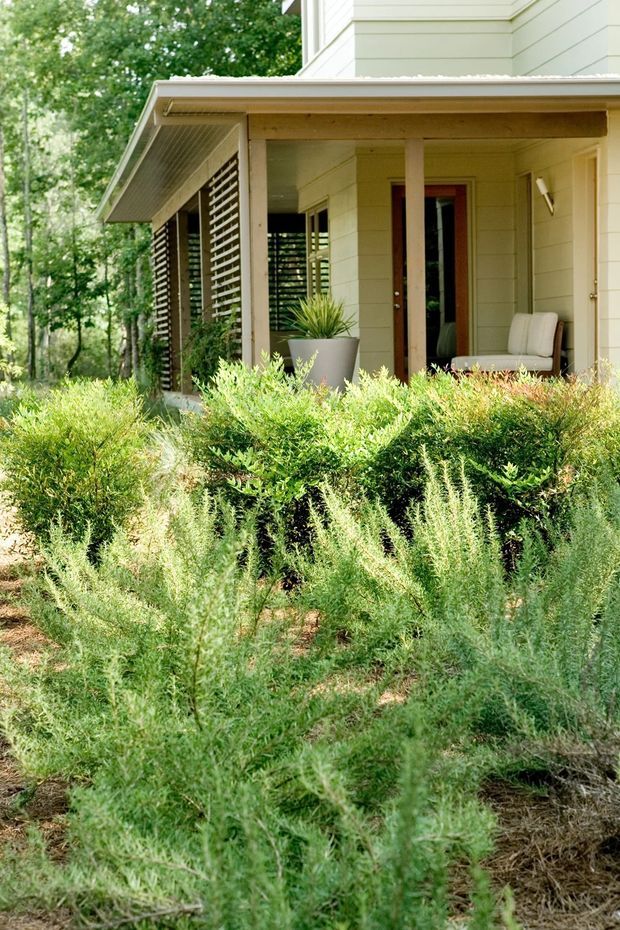 Exterior view of a light-coloured timber-clad house with a covered porch or verandah, louvred screening, timber posts, and a partially visible outdoor chair. The foreground is dominated by dense naturalistic garden planting, with mature trees surrounding the dwelling.