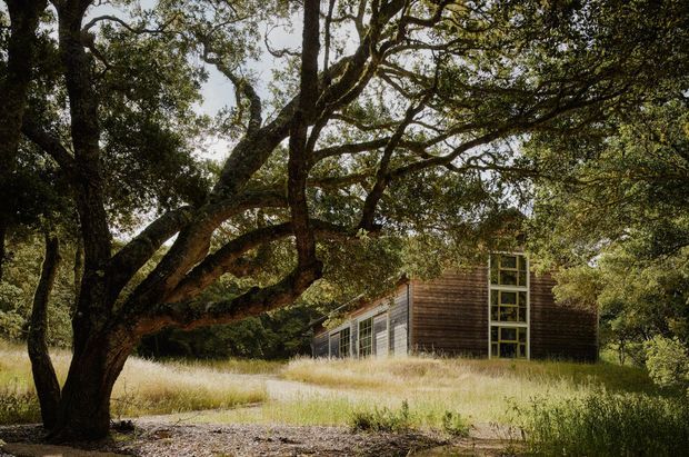A low-profile timber-clad building nestled beneath mature spreading trees in a grassy natural landscape. The structure has horizontal dark wood siding, a shallow pitched roof, and a prominent tall glazed opening or window wall with a light timber grid frame. The scene has a secluded, rustic architectural character.