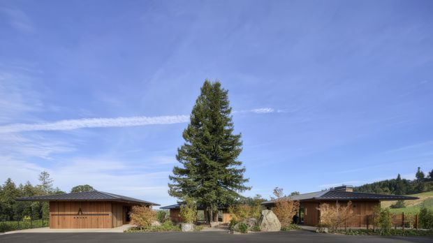 Wide exterior view of a low-profile residential property with two timber-clad pavilion-like buildings, dark shallow-pitched roofs, landscaped planting, large natural boulders, and a central mature evergreen tree. The composition shows a paved driveway or forecourt and a wooded, gently sloping setting under a clear blue sky.