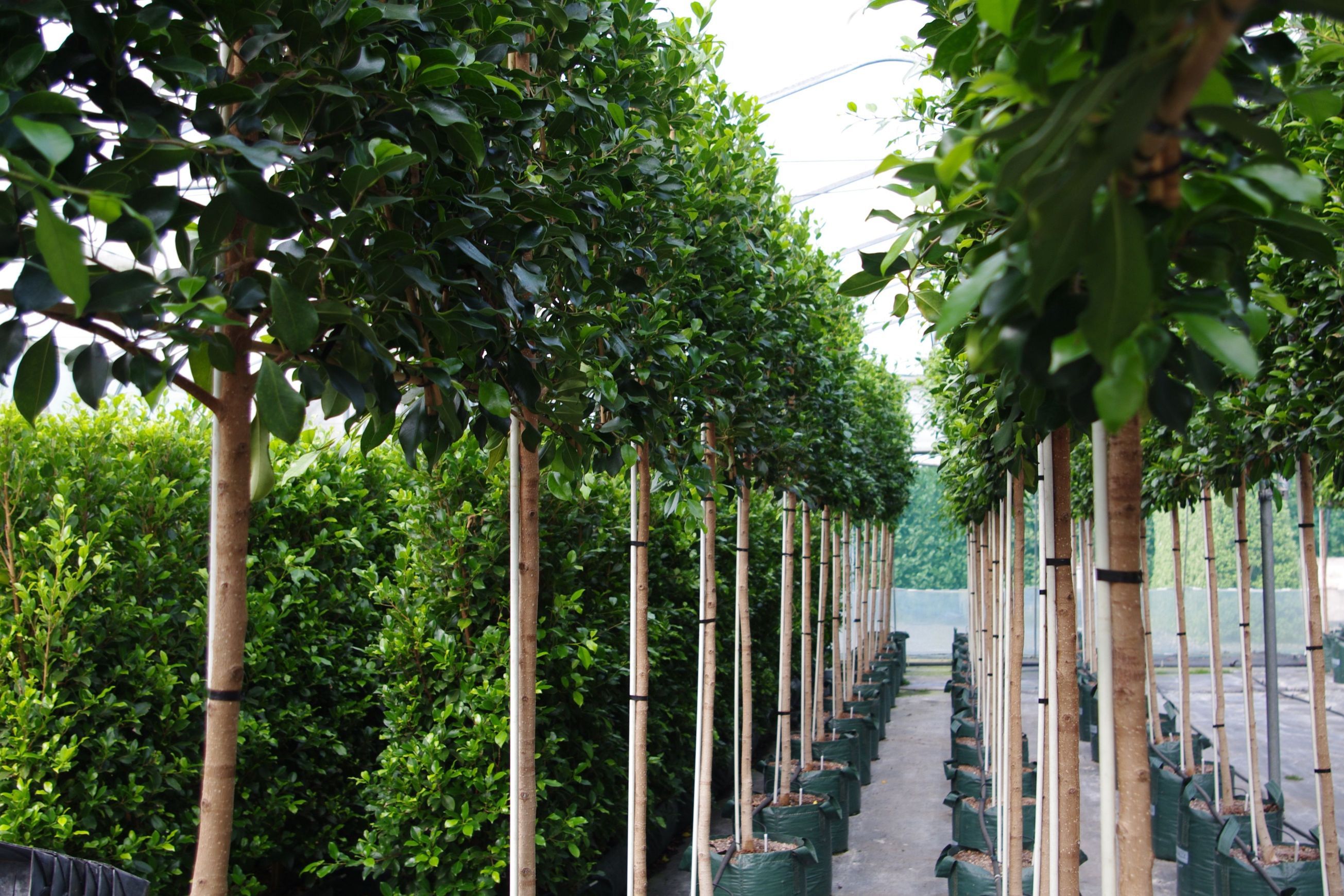 Ficus tuffi pleached screen
