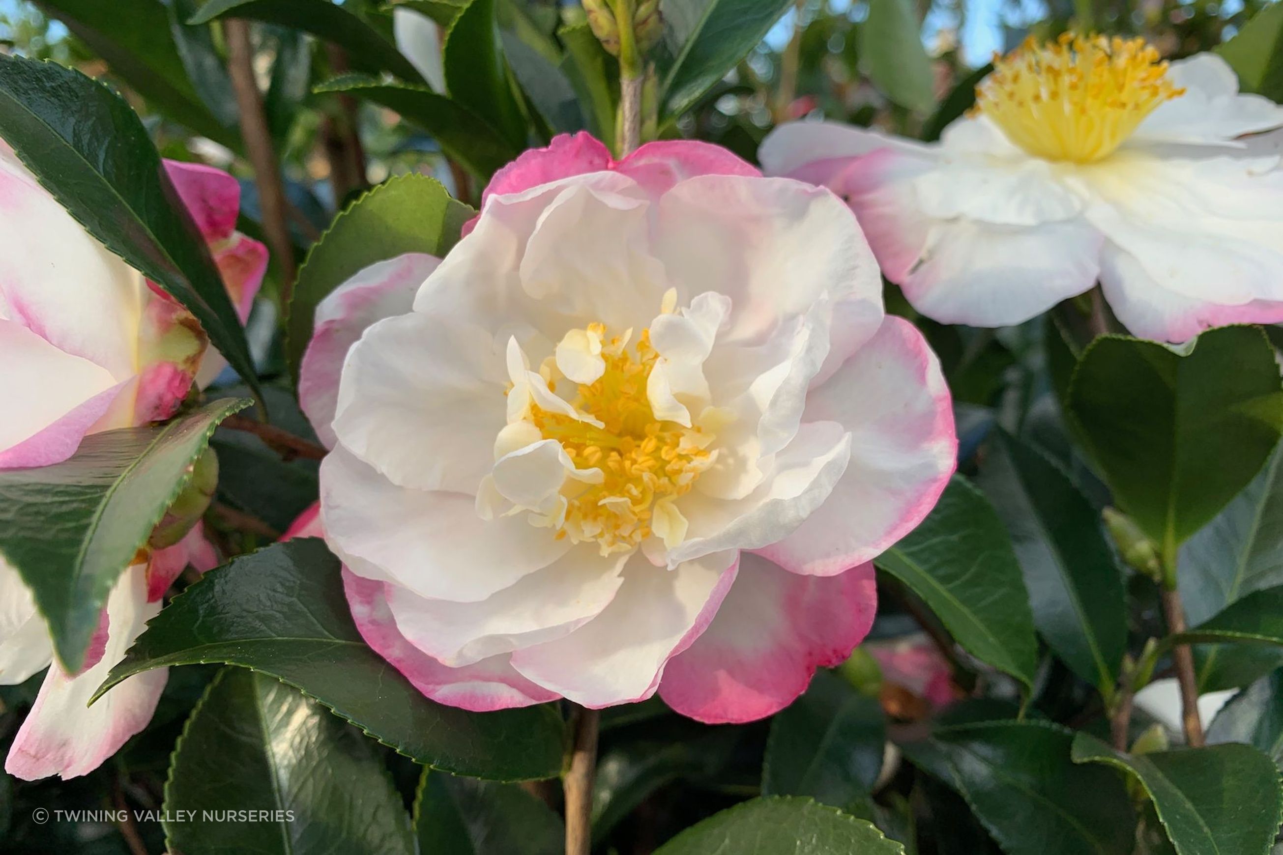 Camellia 'Paradise Venessa' instant hedge