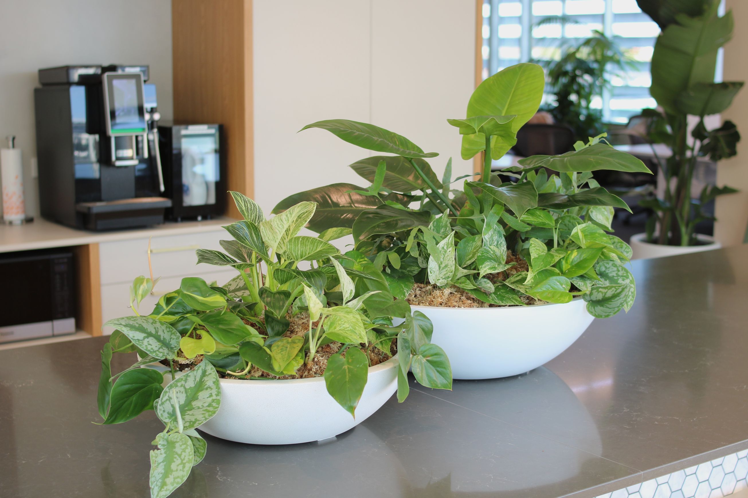 Garden Bowls | Hire Plants