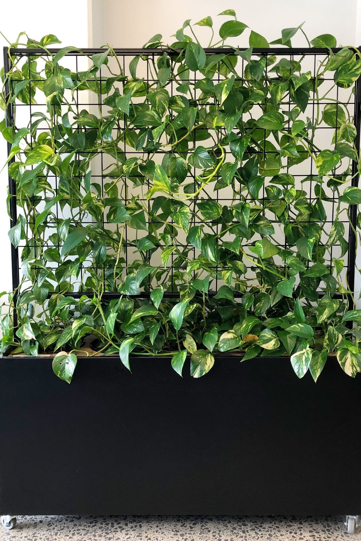 McGreals Indoor Plant Walls