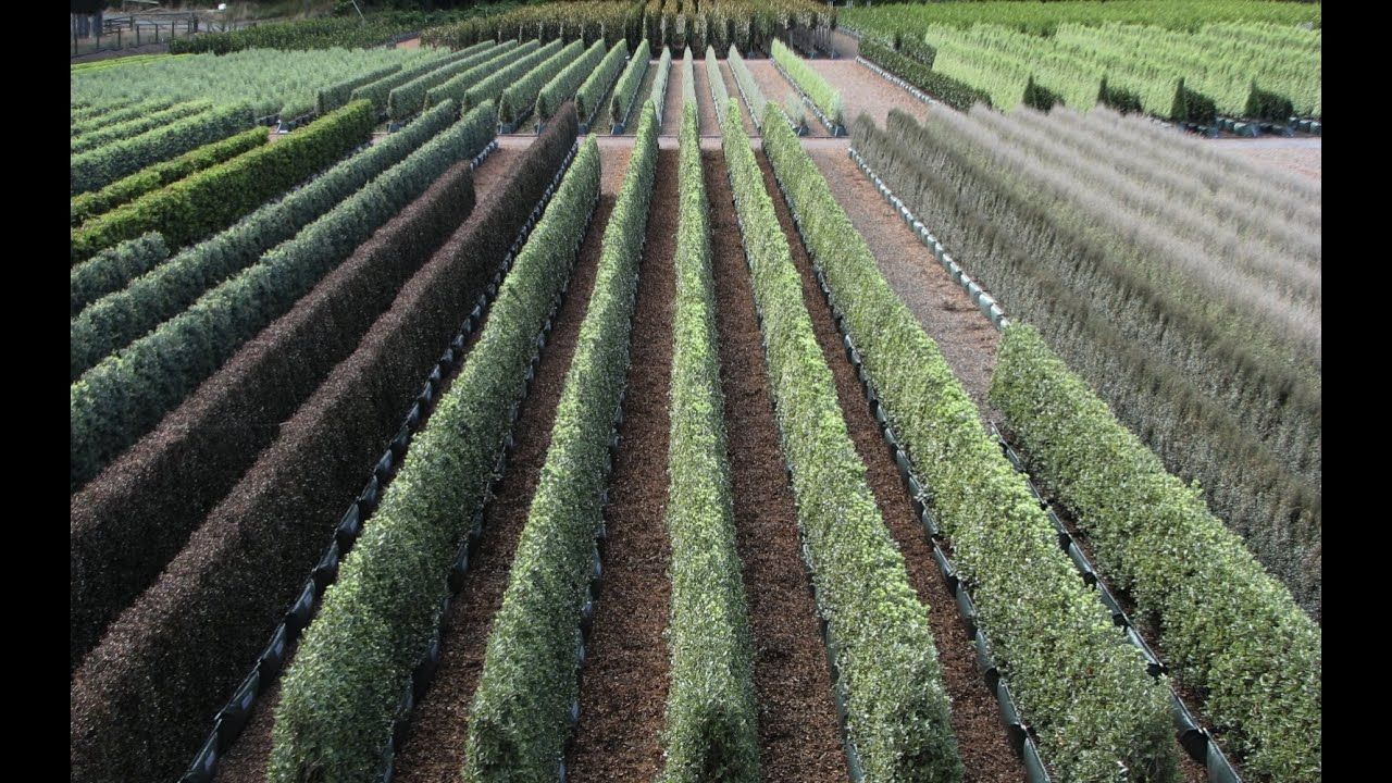 Twining Valley Nurseries Tour