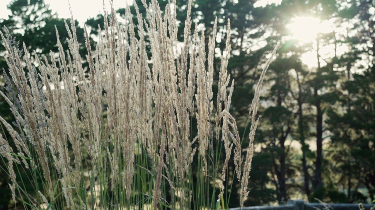 Woodend Garden