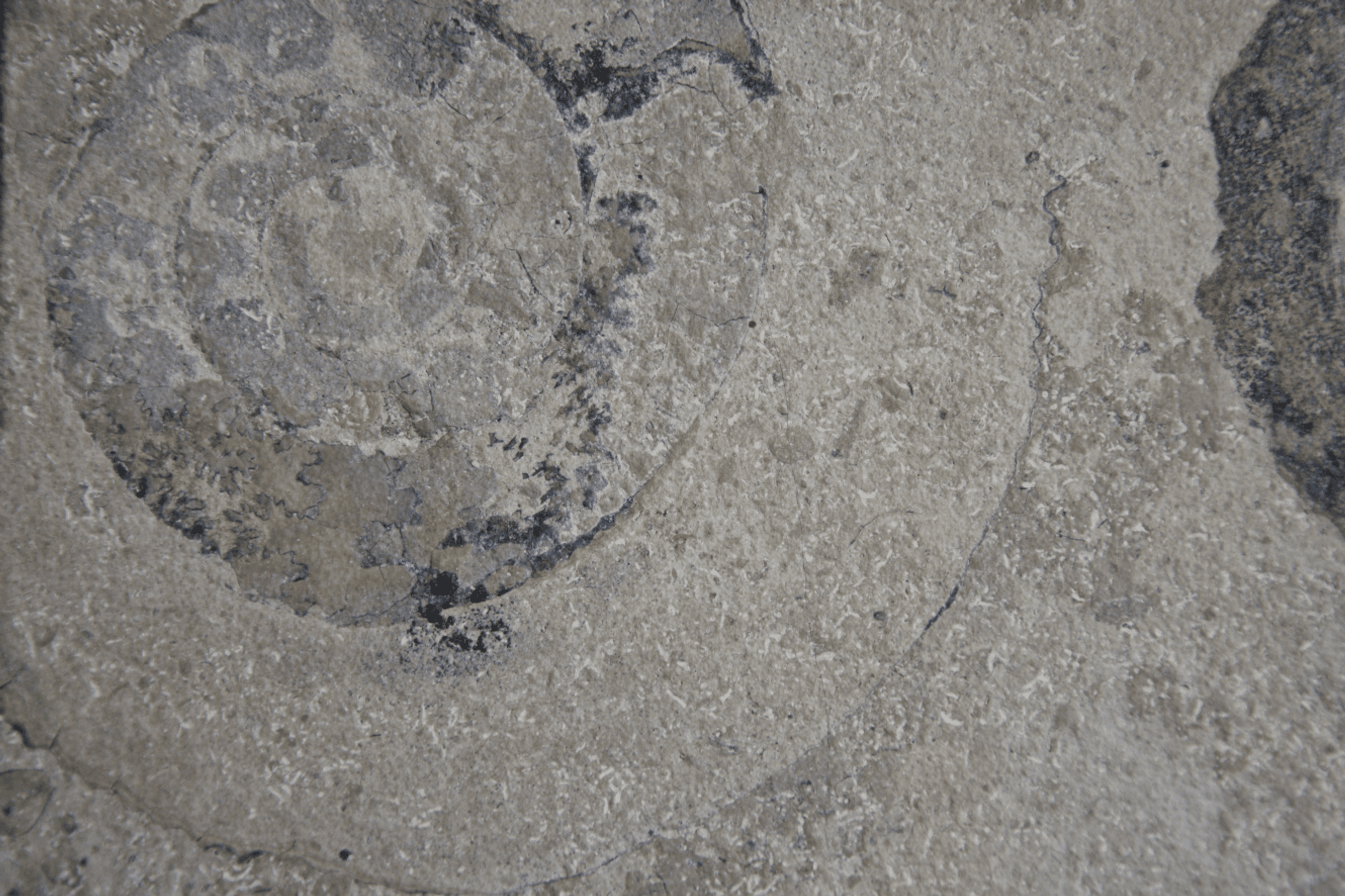 Jura Limestone