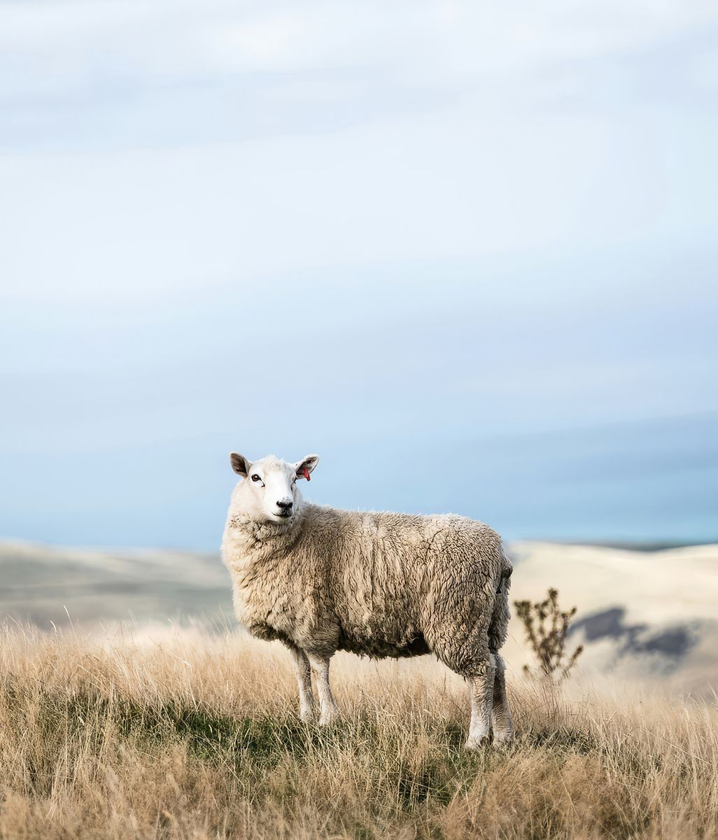 The Benefits of Wool Rugs