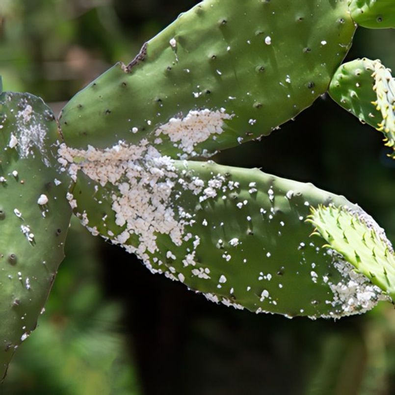 67548b1ab834-mealybugs-310b55350x350cropcenter-gigapixel-low-resolution-v2-2x.jpeg