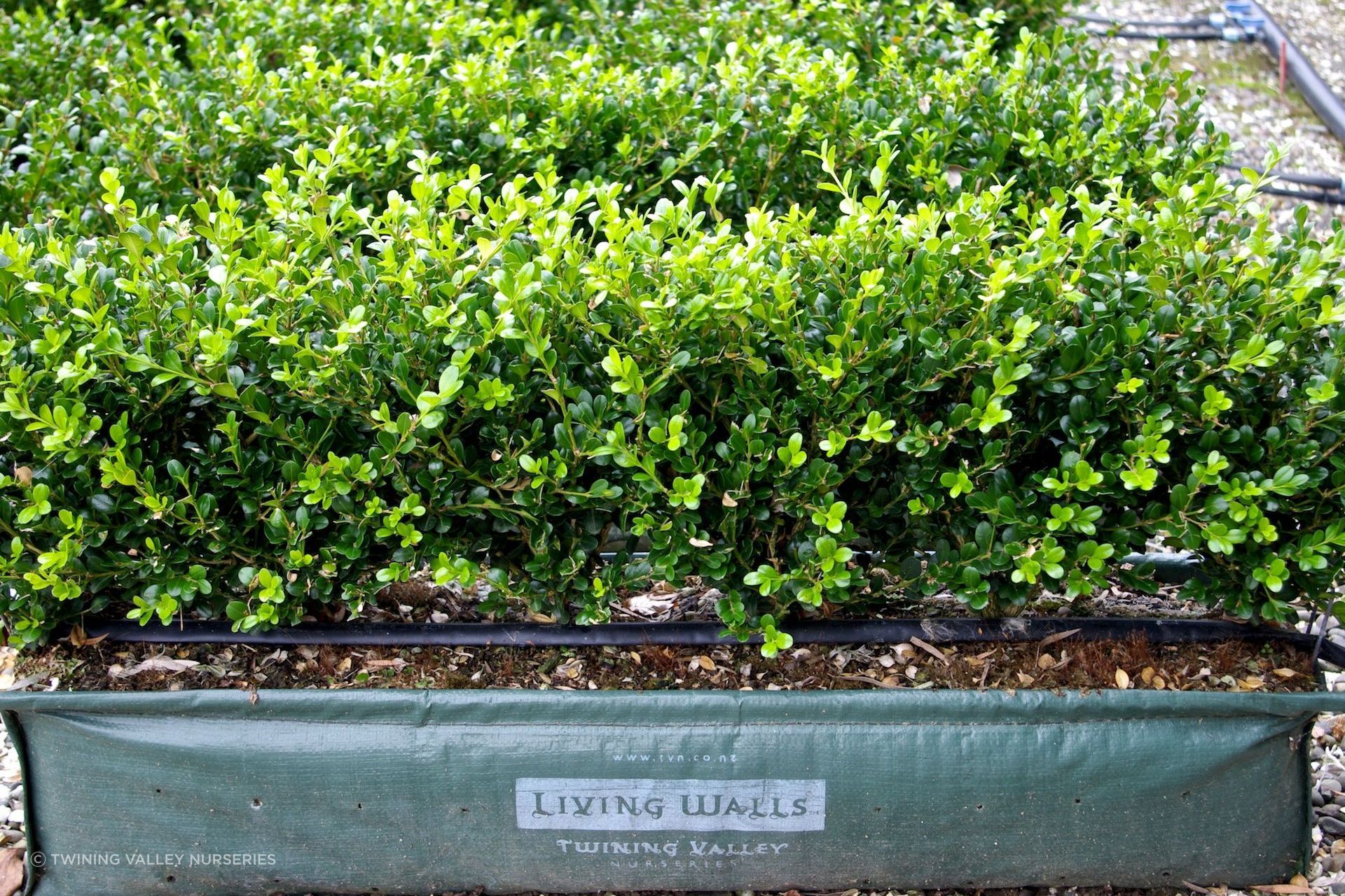 This Buxus hybrid 'Green Gem' is a great choice for a traditional low box hedge.