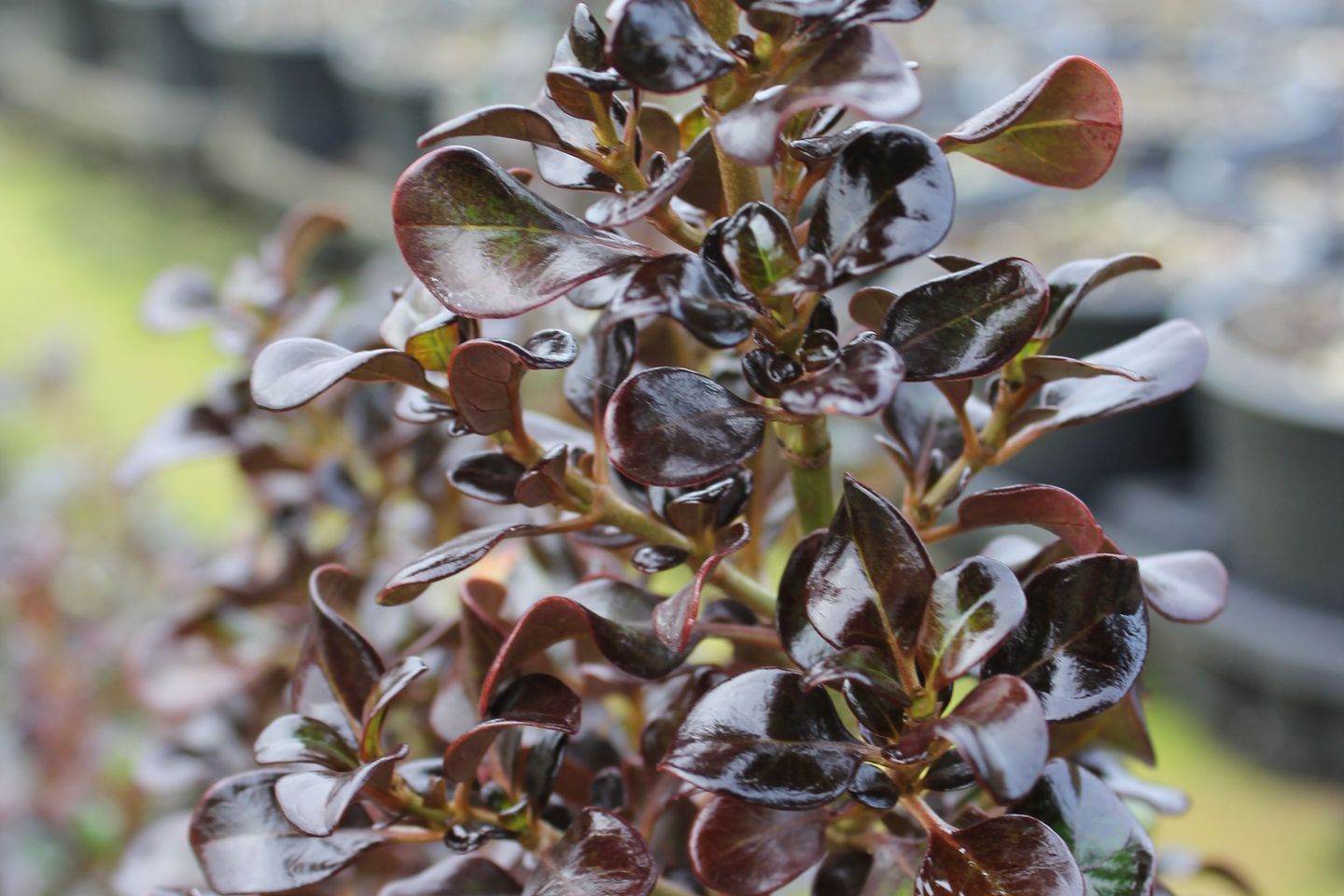 The appropriately named Coprosma 'Hot Chocolate' Mirror Bush — the perfect choice for low border hedges.
