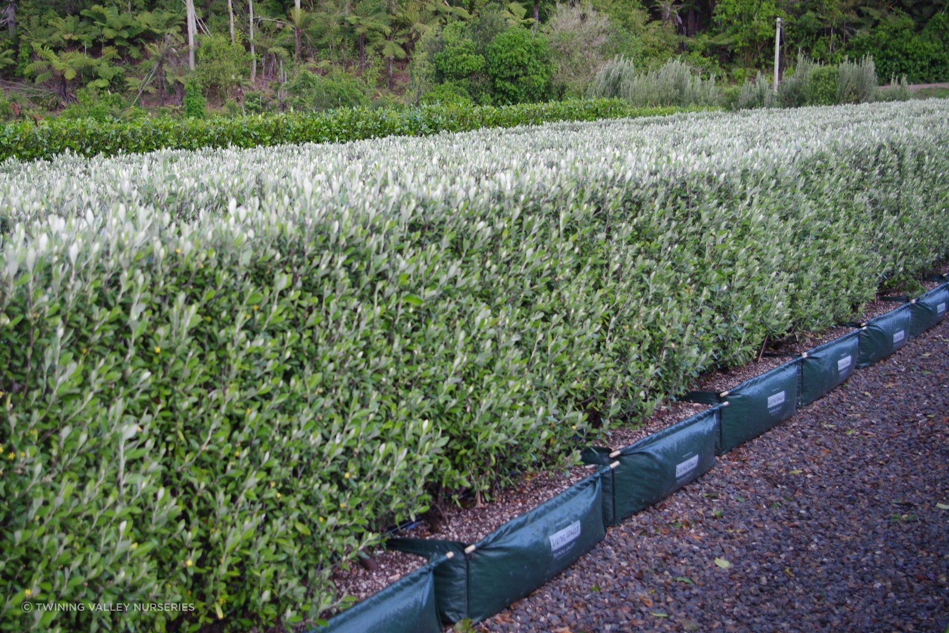 At 1.5 metres in height, the Corokia 'Geenty's Green' is a manageable size and great hedging choice for a small garden.
